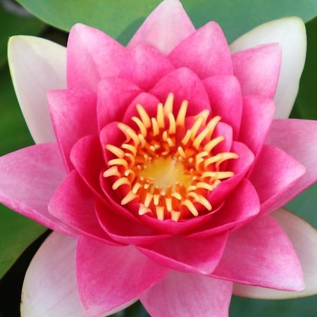 塔莱美景一室公寓1B 芭達亞 外观 照片