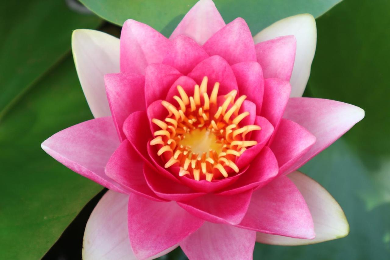 塔莱美景一室公寓1B 芭達亞 外观 照片